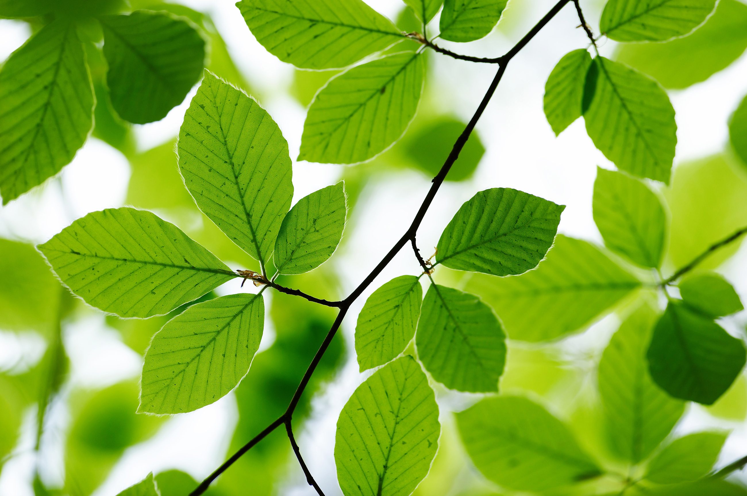 Professional Tree Services by Certified Arborists | Davey Tree