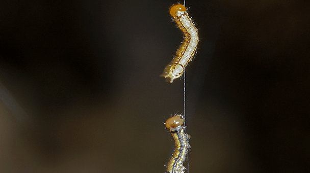 Pest And Disease White Pine Weevil Sideimage2 608X341