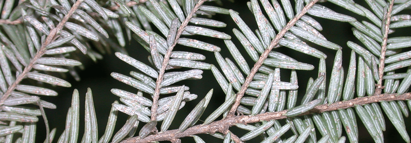 Pest And Disease Elongate Hemlock Scale Banner 1440X500