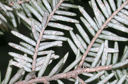 Pest And Disease Elongate Hemlock Scale Banner 1440X500