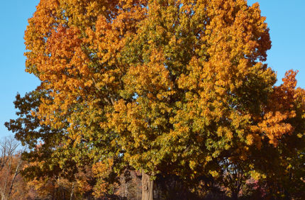 trees in the fall