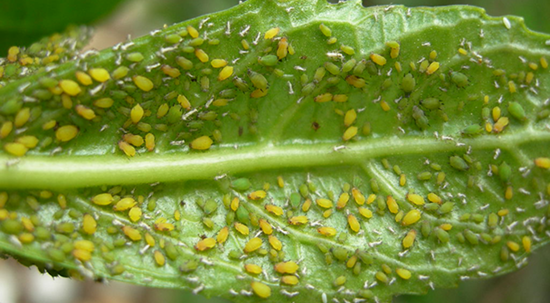 Common Spring Tree Pests by Region: How to Identify Tree Pests | Davey Tree