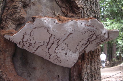 Ganoderma Applanatum Redwood CA Dmiller 3