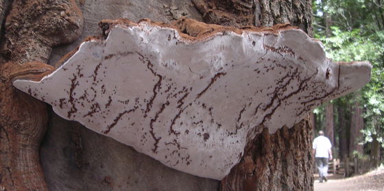 Fusiform Rust Disease | Davey Tree