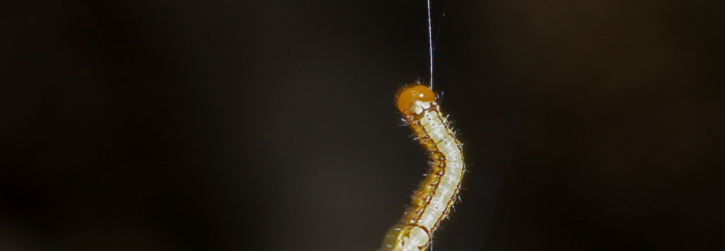 Pest And Disease White Pine Weevil 1440X500