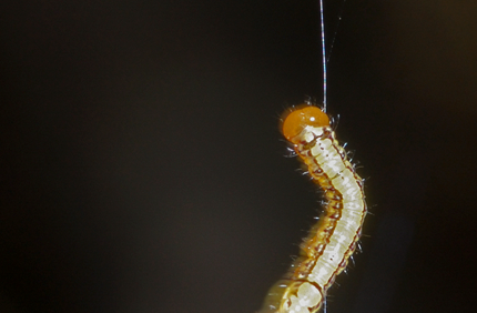 Pest And Disease White Pine Weevil 1440X500