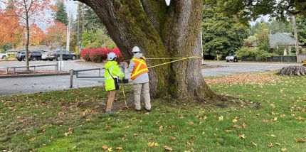 Urban Forestry Management Planning Davey Resource Group