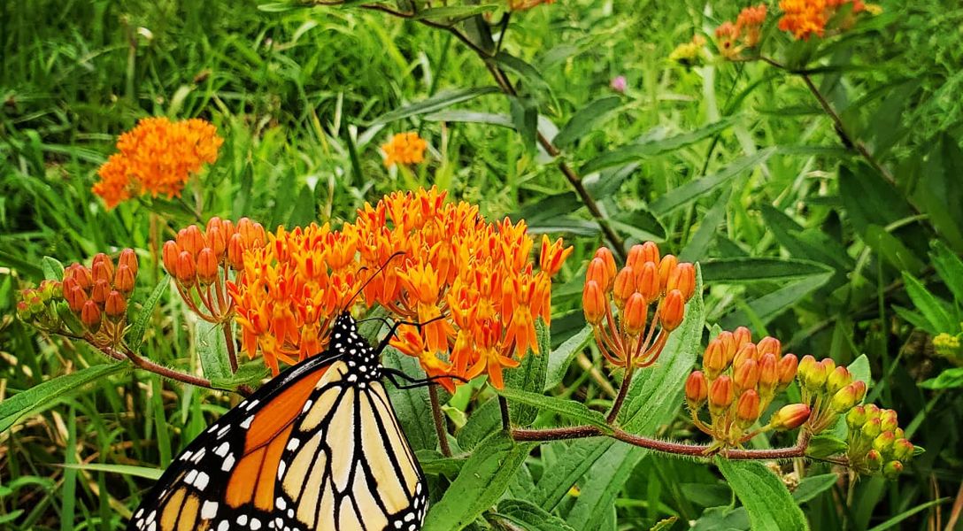 Monarch Butterfly Proposed for Listing Under the Endangered Species Act ...