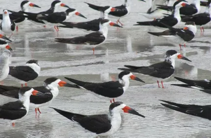 Black Skimmers