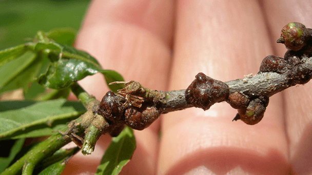 Pest And Disease Center Scale Insects Sideimage3 608X341