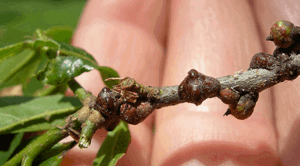 Scale Insect Identification & Control | Davey Tree