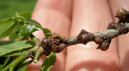 Scale Insect Identification & Control | Davey Tree