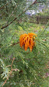 cedar apple rust on a tree