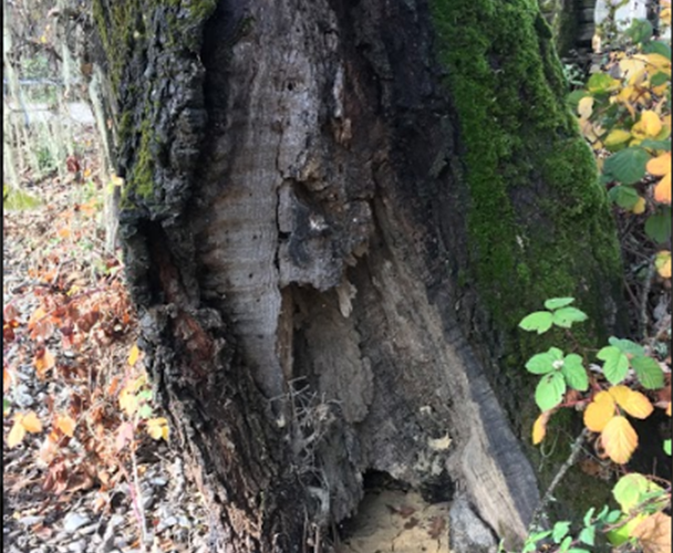 Christina Brassey Css