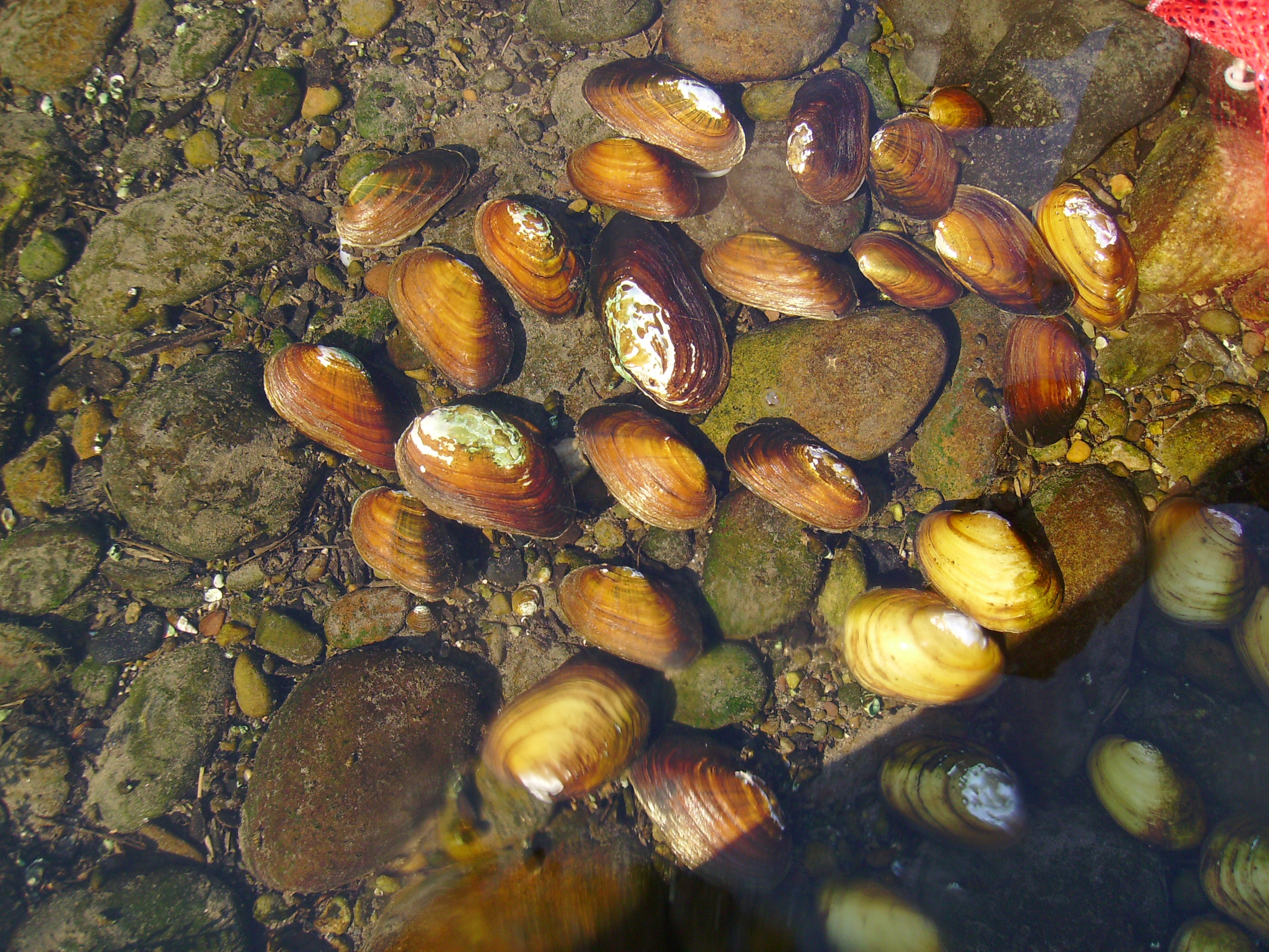 Scudder Falls Mussels