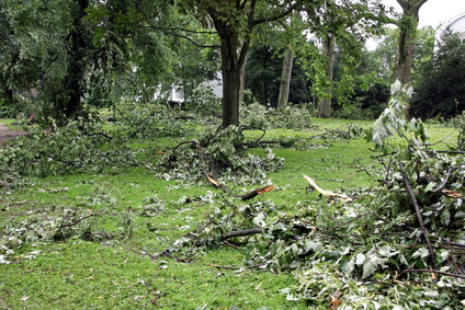 Fallen branches after a storm