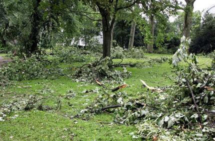 Storm Cleanup Davey Tree