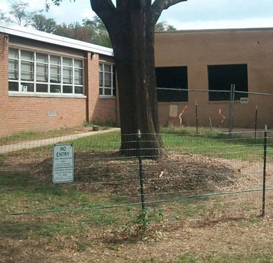 Tree Protection