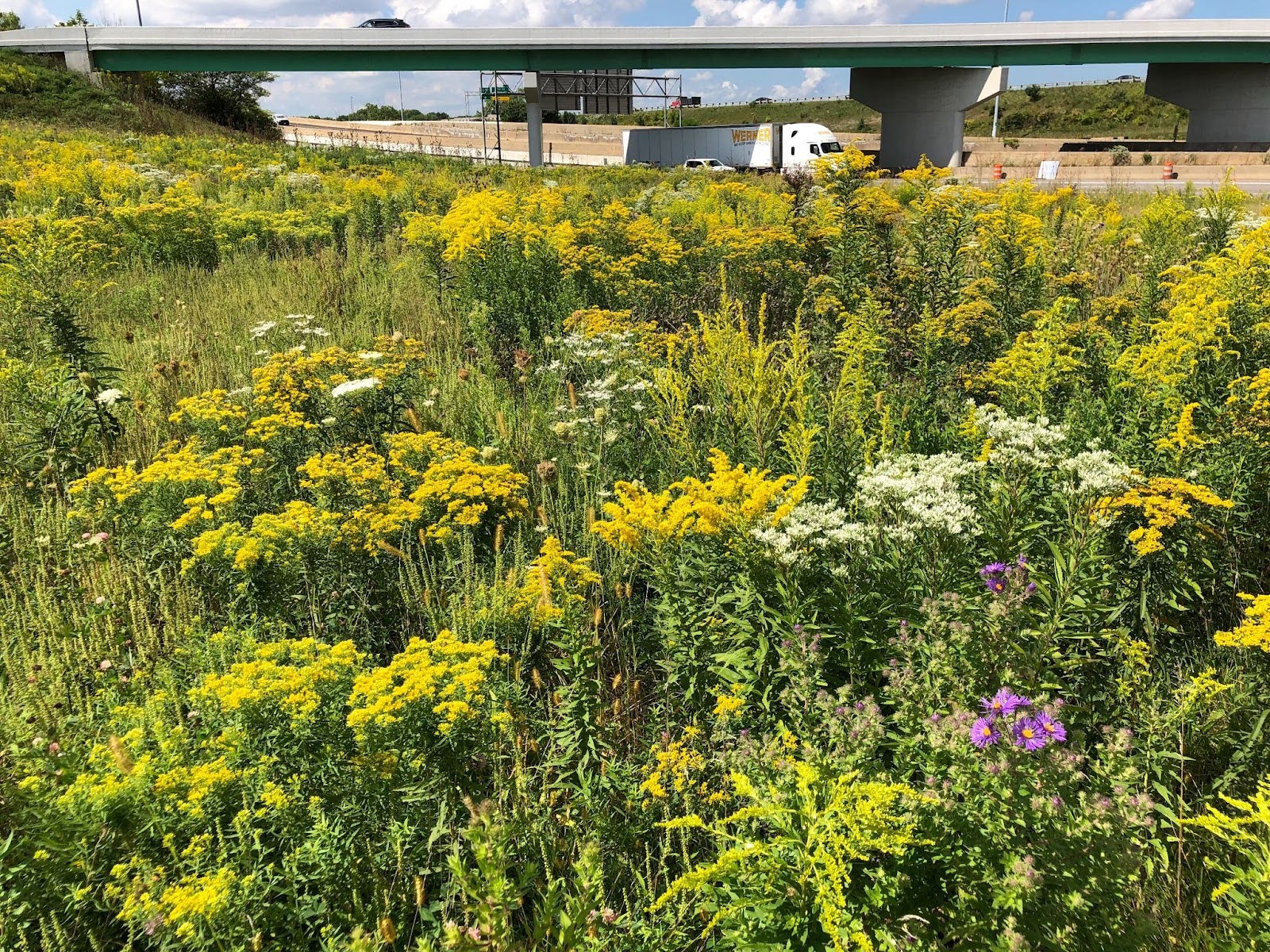 Applied Vegetation Management Research