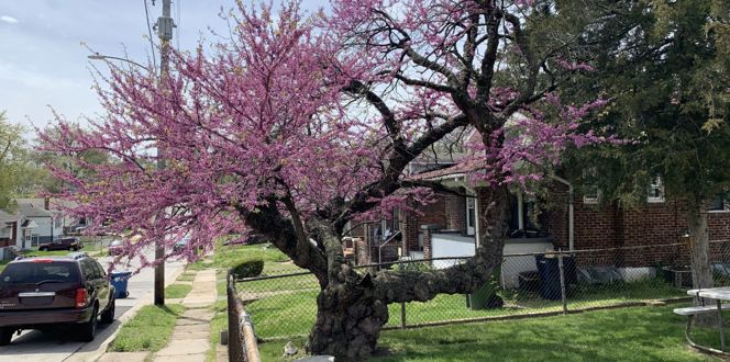 Beyond Housing GIS Davey Storymap 2023 12 28 122609