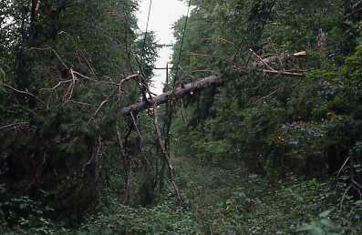 A large tree limb fallen on utility lines after a storm