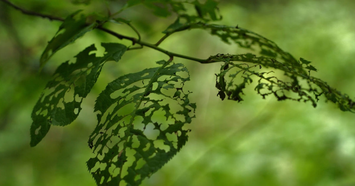 Tree Infestation Identification: Early Warning Signs | Davey Tree