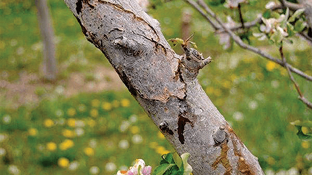 Pest And Disease Center Fire Blight Sideimage3 608X341