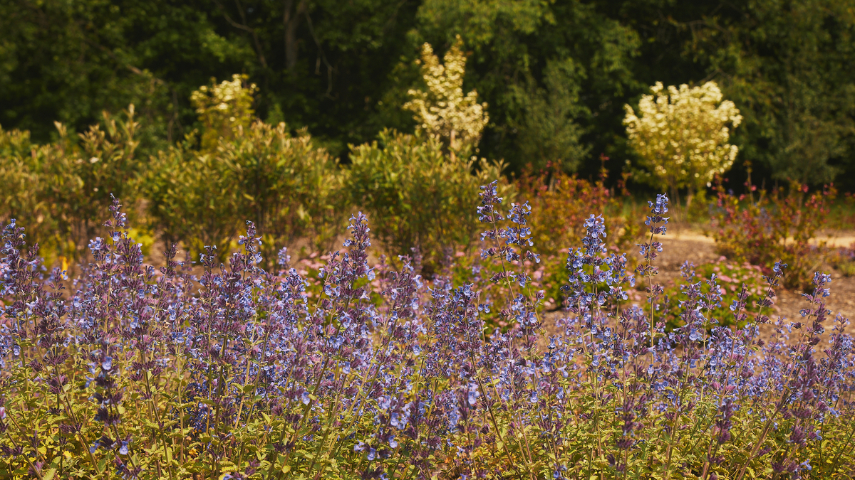 DI 5292 1200X675 128554E