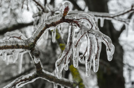 Ice Covered Branches Davey Tree