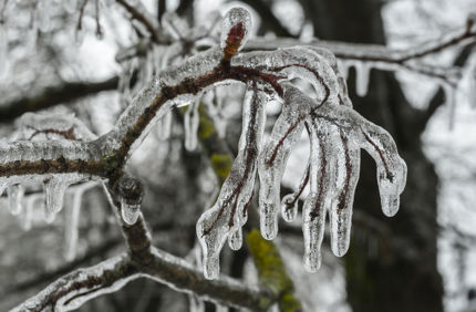 Ice Covered Branches