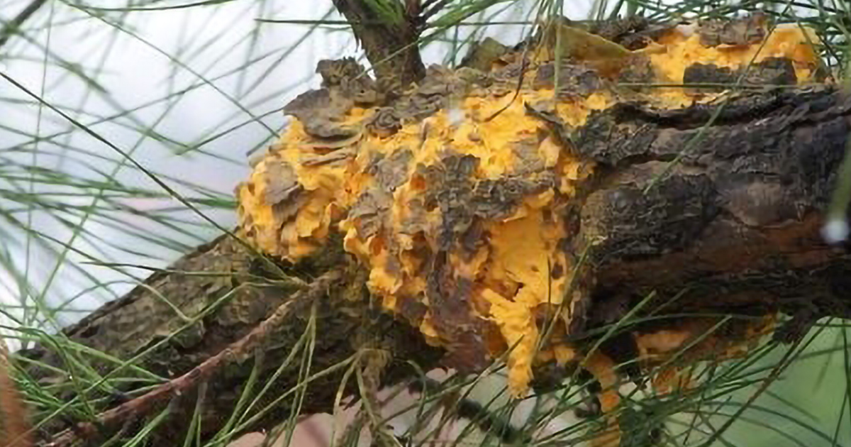 Fusiform Rust Disease | Davey Tree