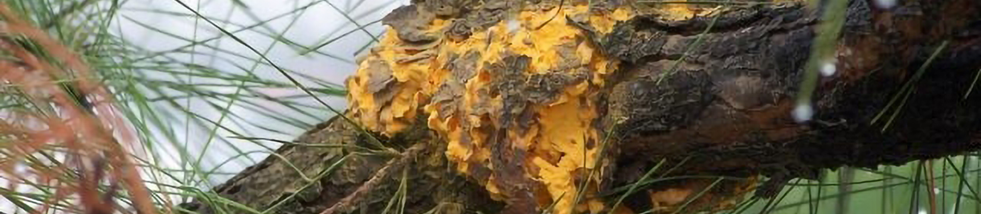 Fusiform Rust Disease | Davey Tree