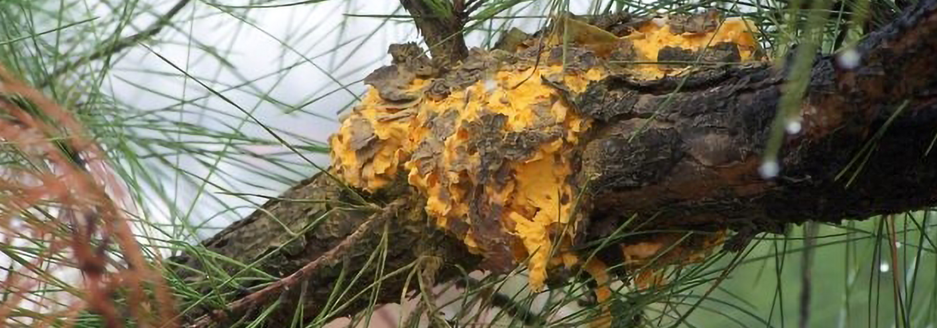 Fusiform Rust Disease | Davey Tree