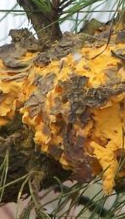 Fusiform Rust Disease | Davey Tree