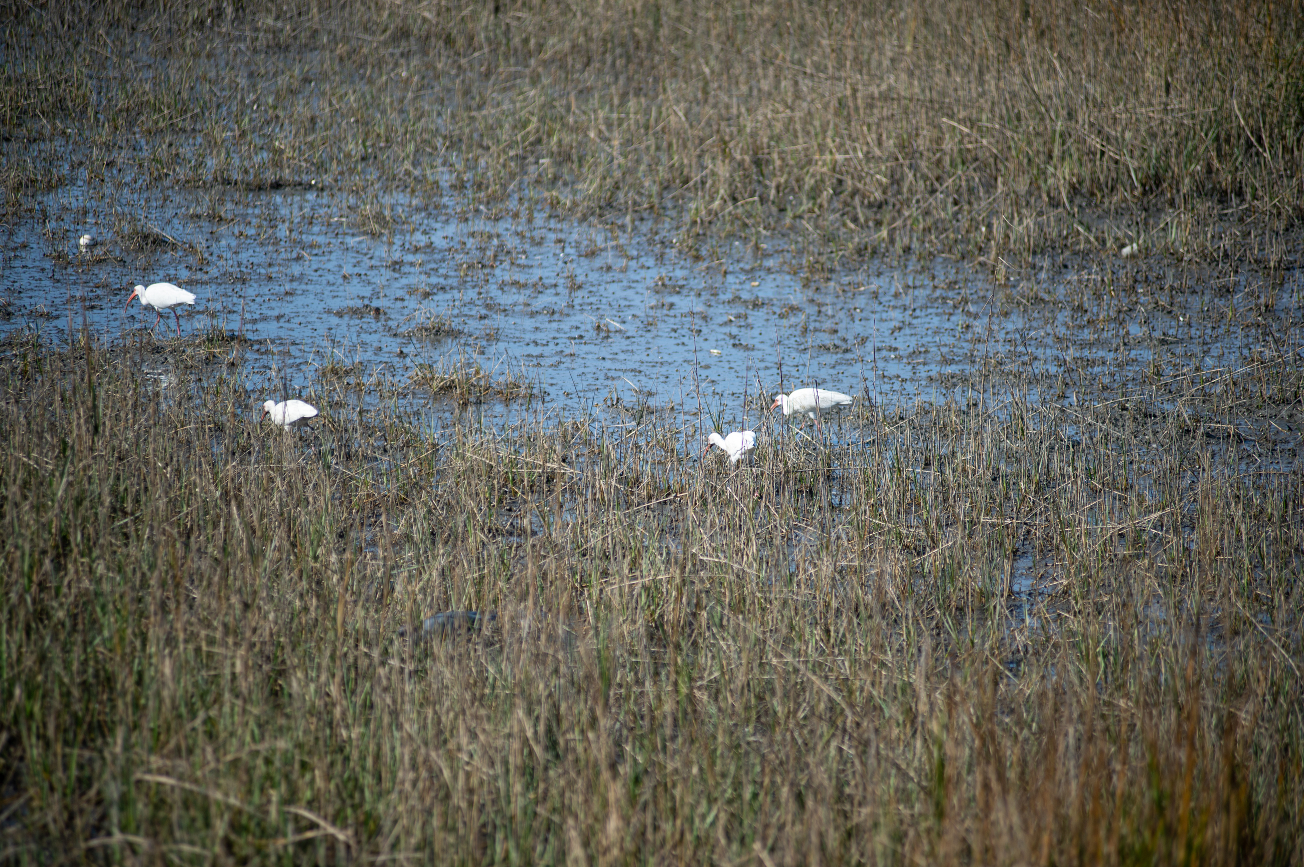 DSC 1855 4928X3280 E35Ca0B