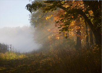 a fall colored tree in sunlight