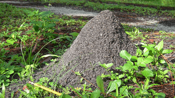 Pest And Disease Center Powdery Red Imported Fire Ant Sideimage 608X341