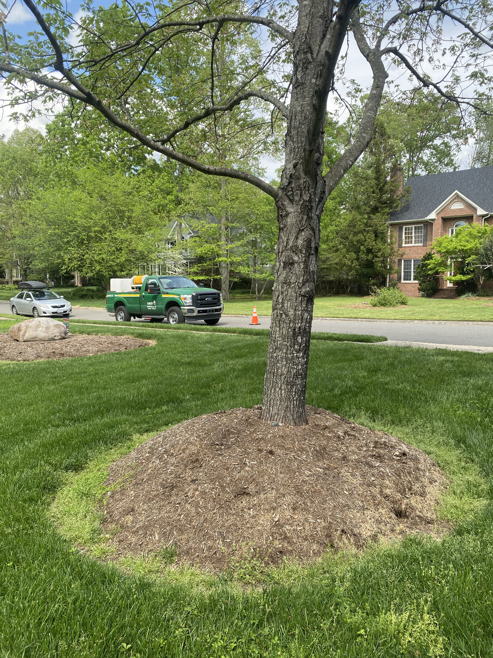 IMG 5711 Gloomy Scale, Volcano Mulch CFJ