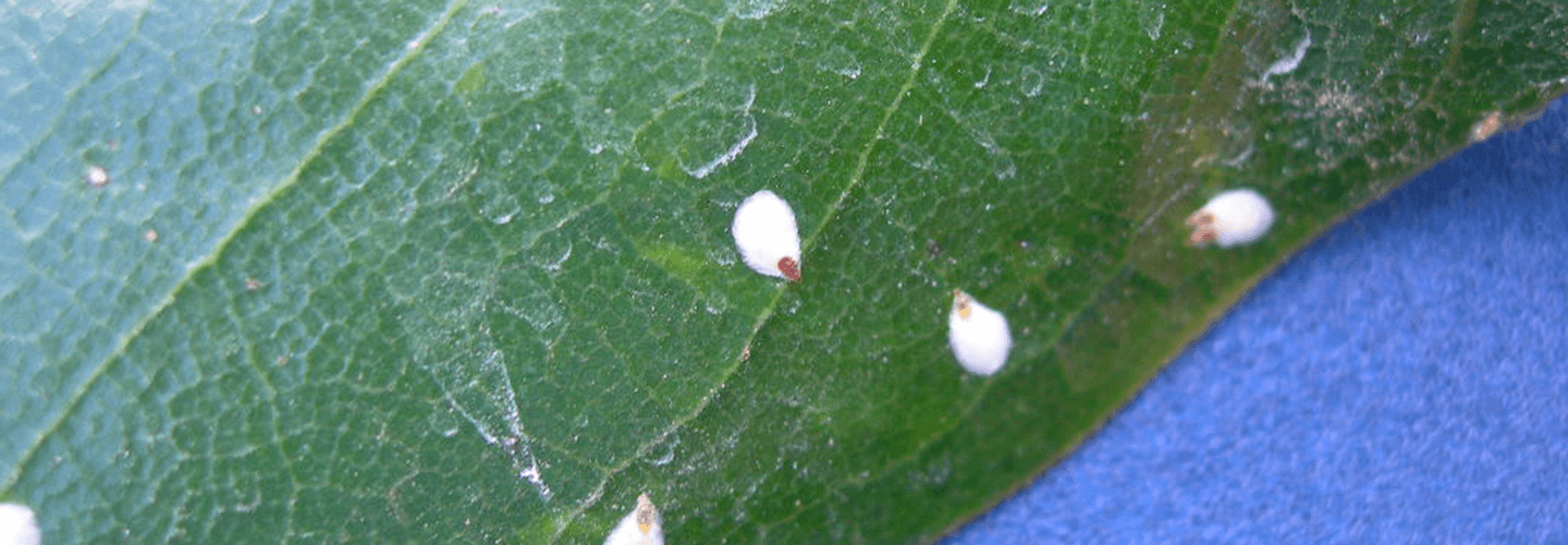 Pest And Disease False Oleander Scale Banner 1440X500