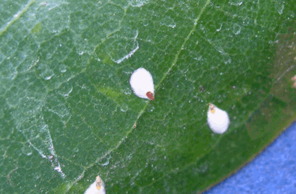 Pest And Disease False Oleander Scale Banner 1440X500