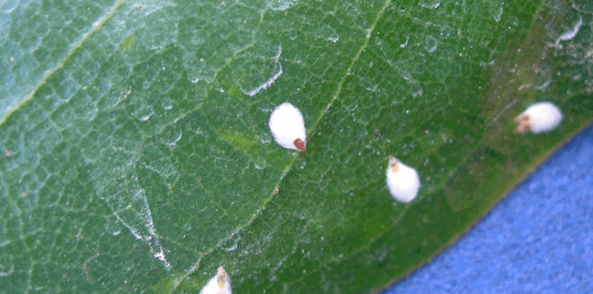 Pest And Disease False Oleander Scale Banner 1440X500