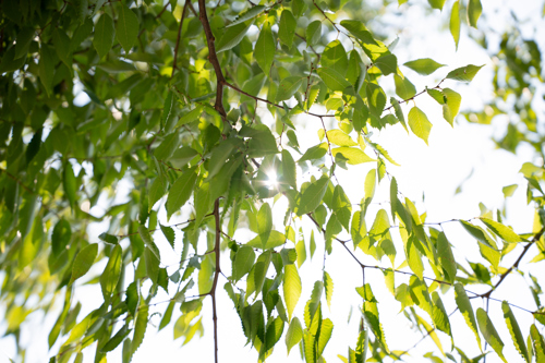 Sun shining through tree branches