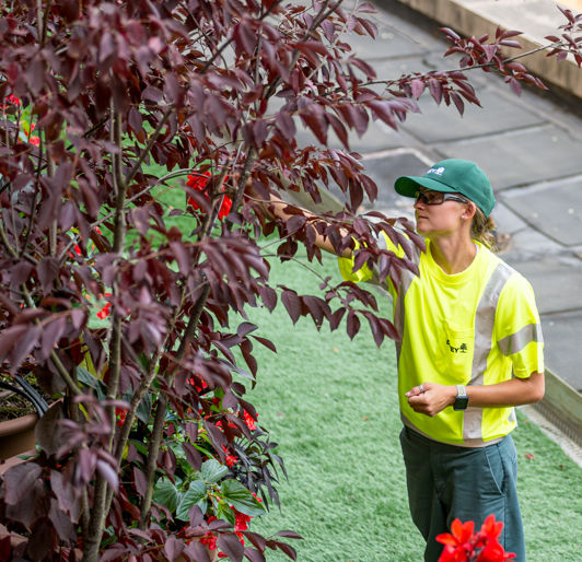 Tree Health Inspection