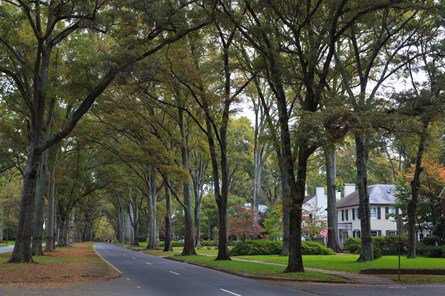 tree lined street