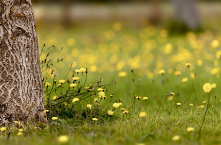 What To Do About Dandelions Weeds Under Trees Davey Tree