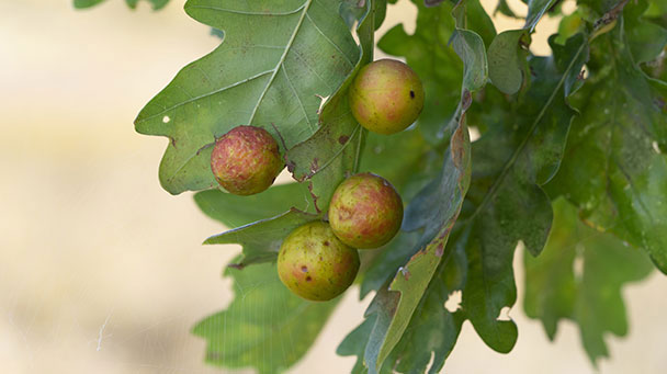 Pest And Disease Oak Galls Sideimage2 608X341