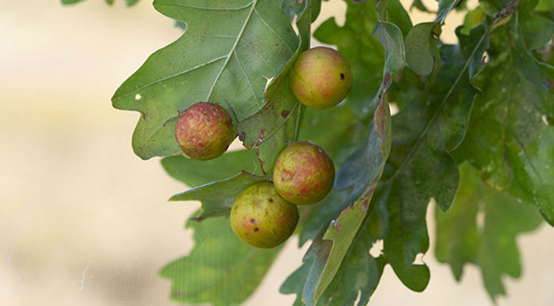 Oak Galls: What Are Oak Galls | Davey Tree