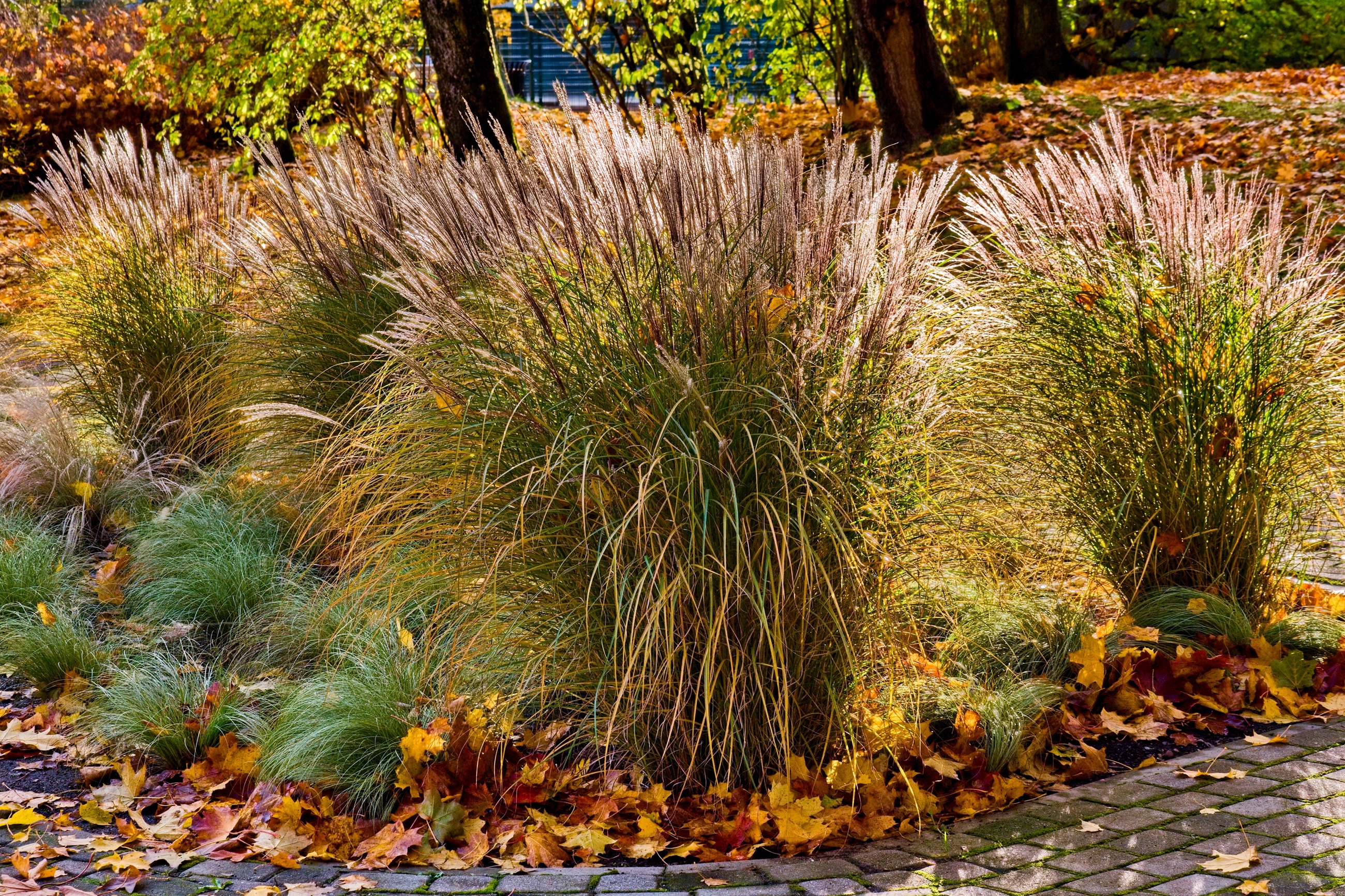 Ornamental Grass