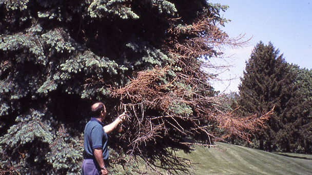 Pest And Disease Center Cytospora Canker Sideimage 608X341