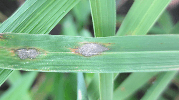 Pest And Disease Gray Leaf Spot Disease Sideimage2 608X341